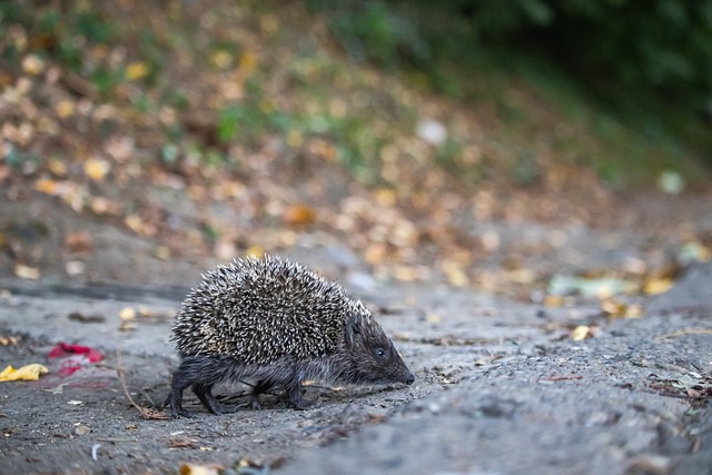 获得更多的 获得更多的