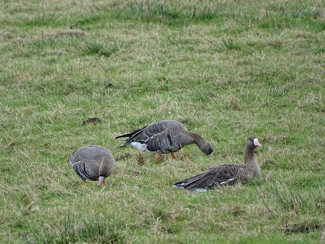 他们在落后 他们在落后